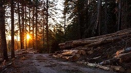 Road through forest after fire at sunrise