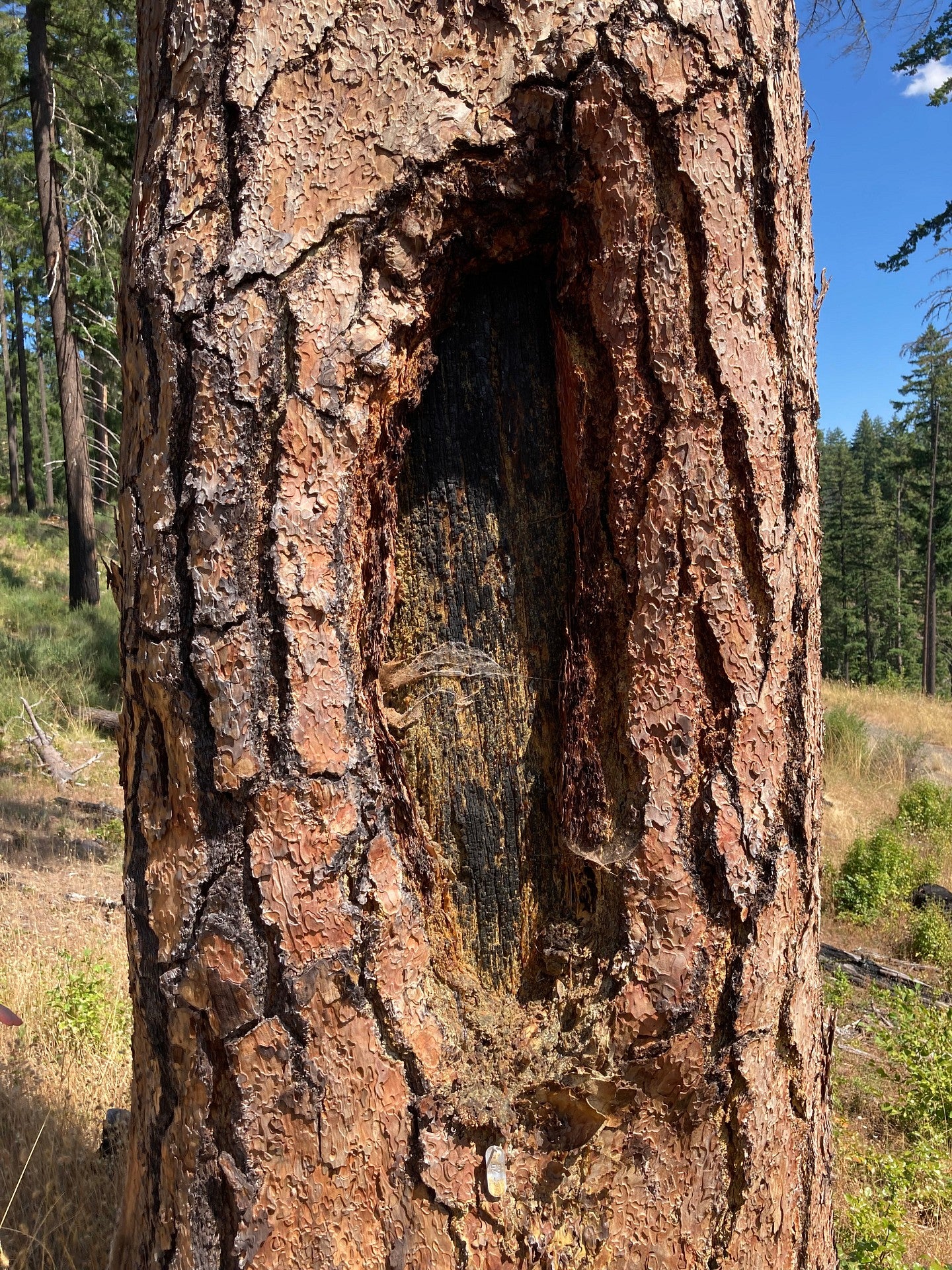 Ponderosa pine tree trunk