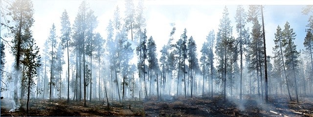 Smoky forest