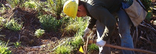 Person wearing helmet working in forest