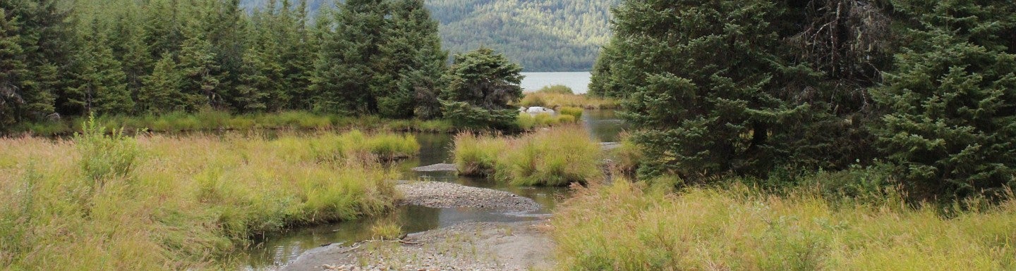 mountain with forest and river and in foreground