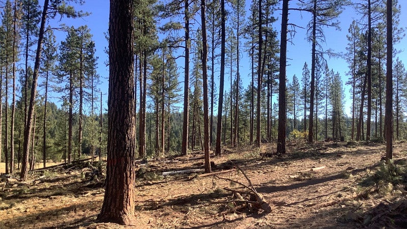 Stand of trees after thinning operation.