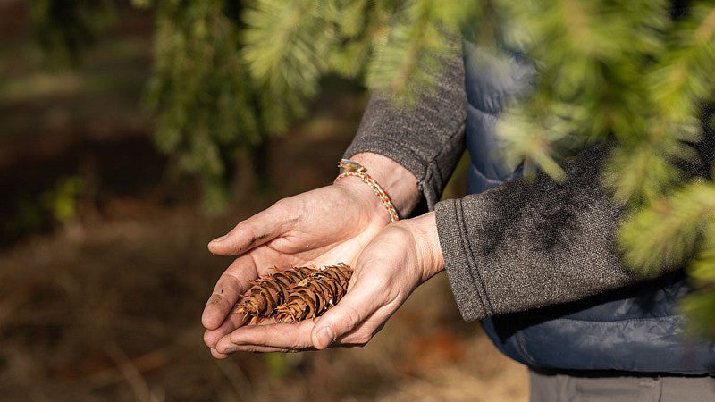 Robbie Lefebvre, a member of the Oregon Department of Forestry, displays two cones of a Douglas fir tree.