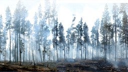 Smoky forest