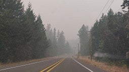 smoky road surrounded by trees