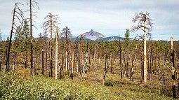 Forest after wildfire with green foliage and mountain