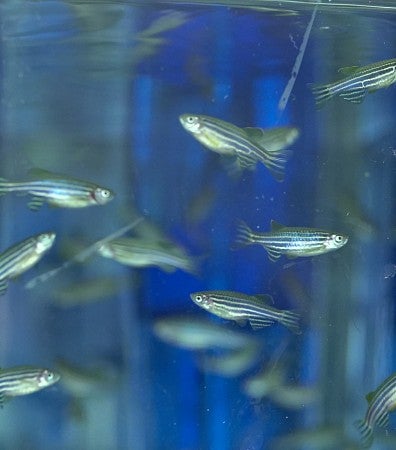 Close up of zebrafish swimming in a tank