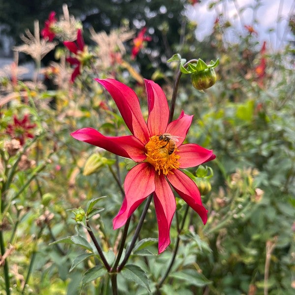 bee on flower