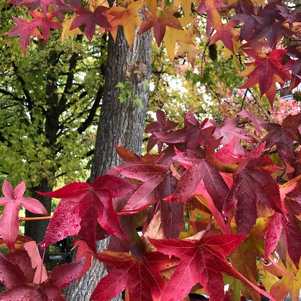 red and yellow leaves