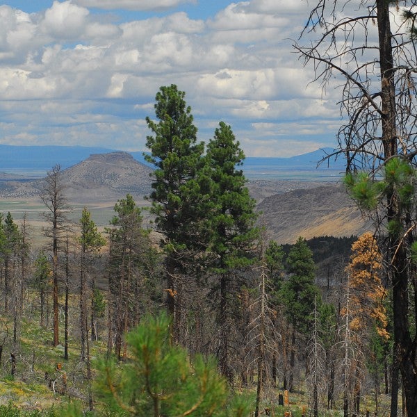 landscape of burned forest