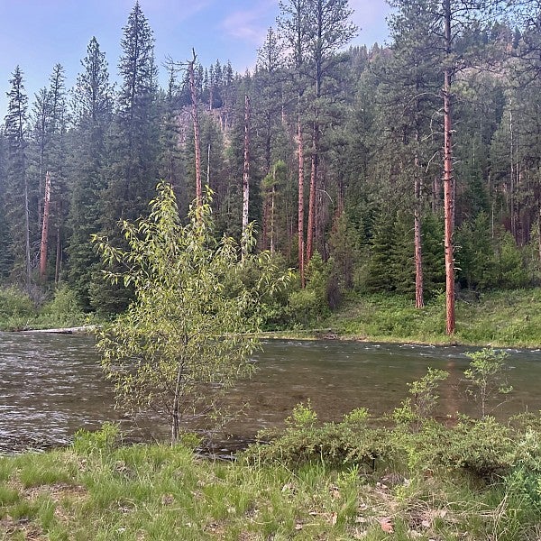 Forest with river