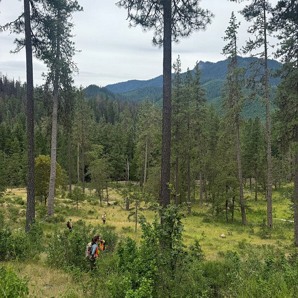 2026 field crew surveying culturally modified trees. photo credit Heidi Thalman