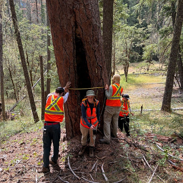 EWP field crew taking measurements of a culturally modified ponderosa pine. Photo credit: Michael Coughlan
